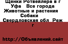 Щенки Ротвейлера в г.Уфа - Все города Животные и растения » Собаки   . Свердловская обл.,Реж г.